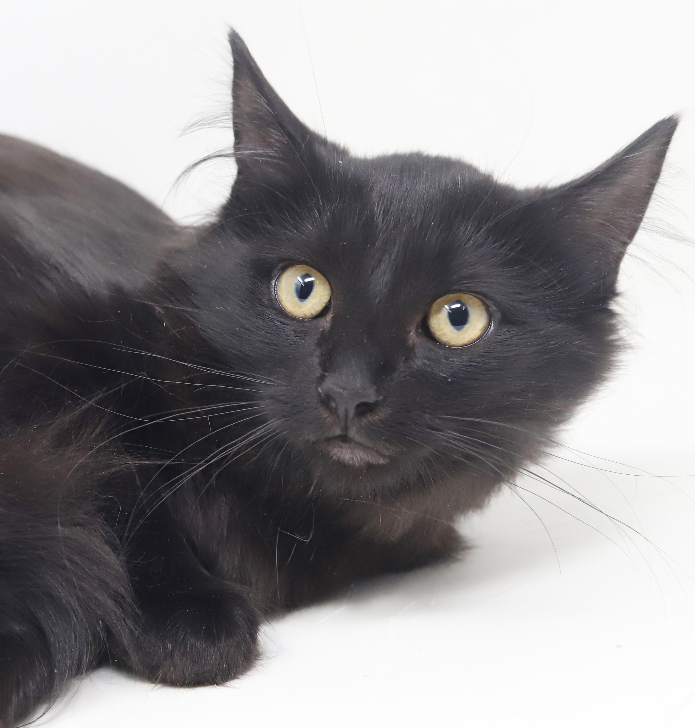 Enlarge Darling and Amor!  So sweet gentle and double the love!, an adopted mixed breed in Bedford Hills, NY image 5/6