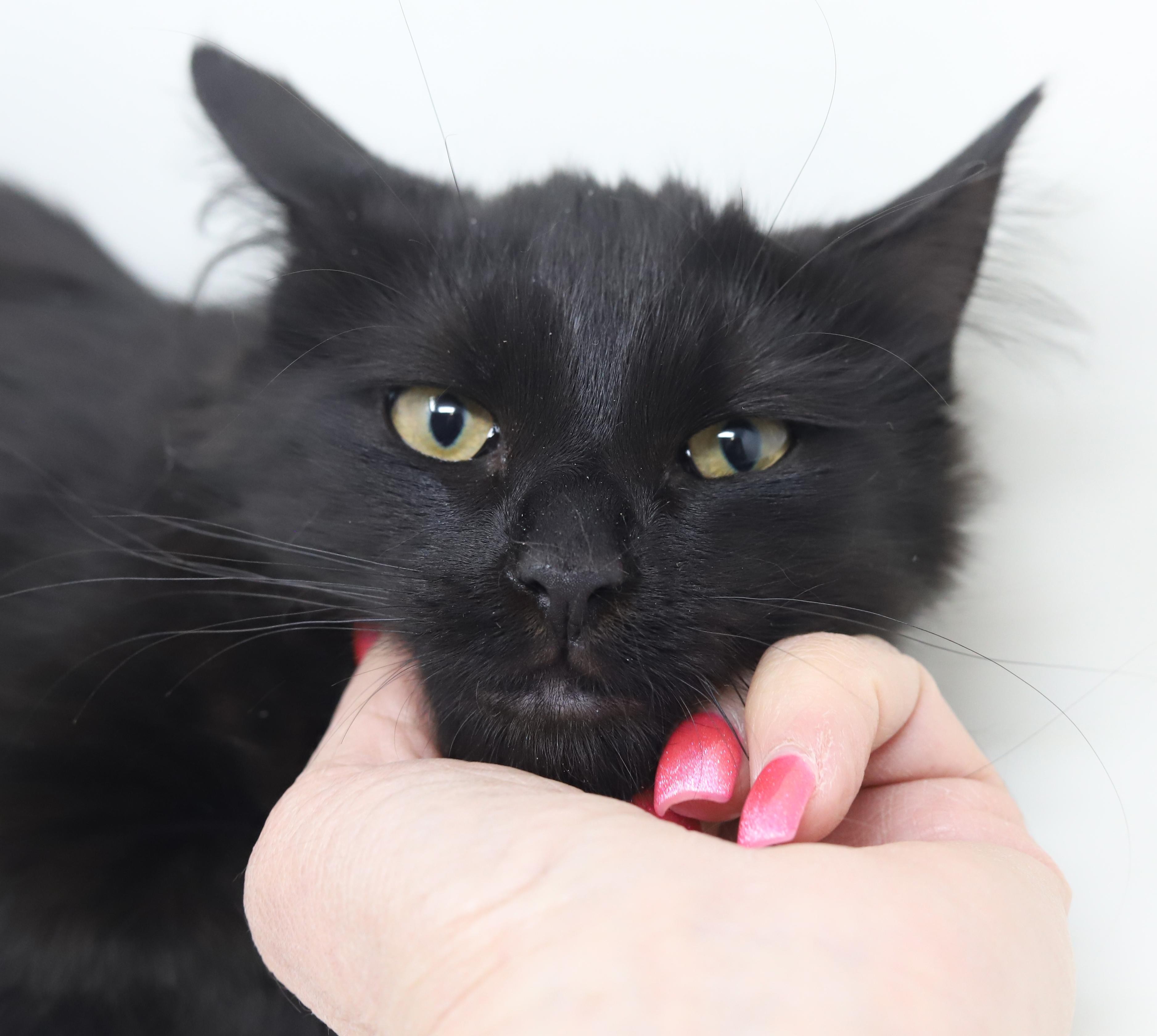 Enlarge Darling and Amor!  So sweet gentle and double the love!, an adopted mixed breed in Bedford Hills, NY image 3/6