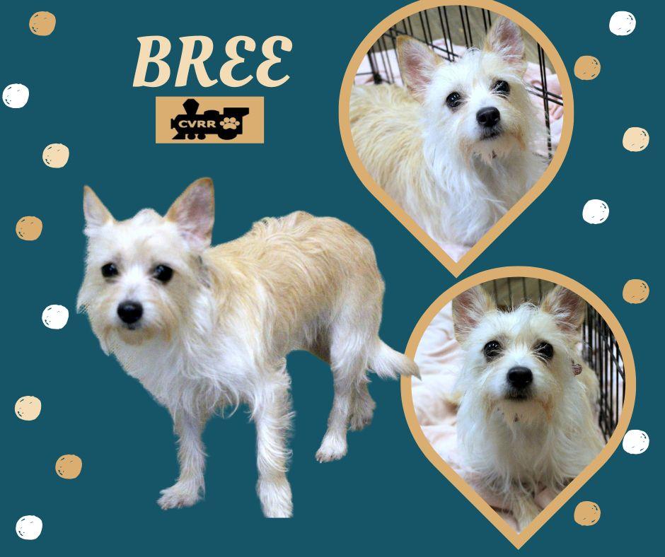 Enlarge Bree, a Adopted mixed breed in LINDSAY, CA image 1/1