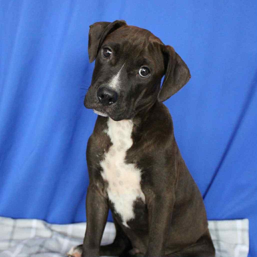 ($300  Adoption fee )Oasis in NH! Come Meet our Adoptable Dogs Wednesday-Saturday. More info in Bio!