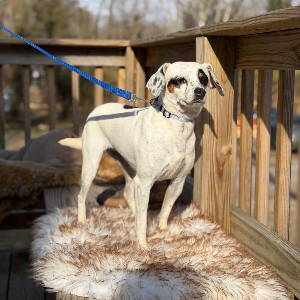 DOROTHY, Adoptable, Adult Female Terrier & Beagle.