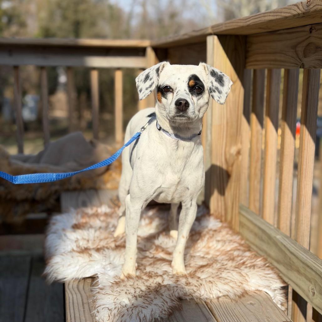 Enlarge DOROTHY, a Adoptable mixed breed in Atco, NJ image 2/6