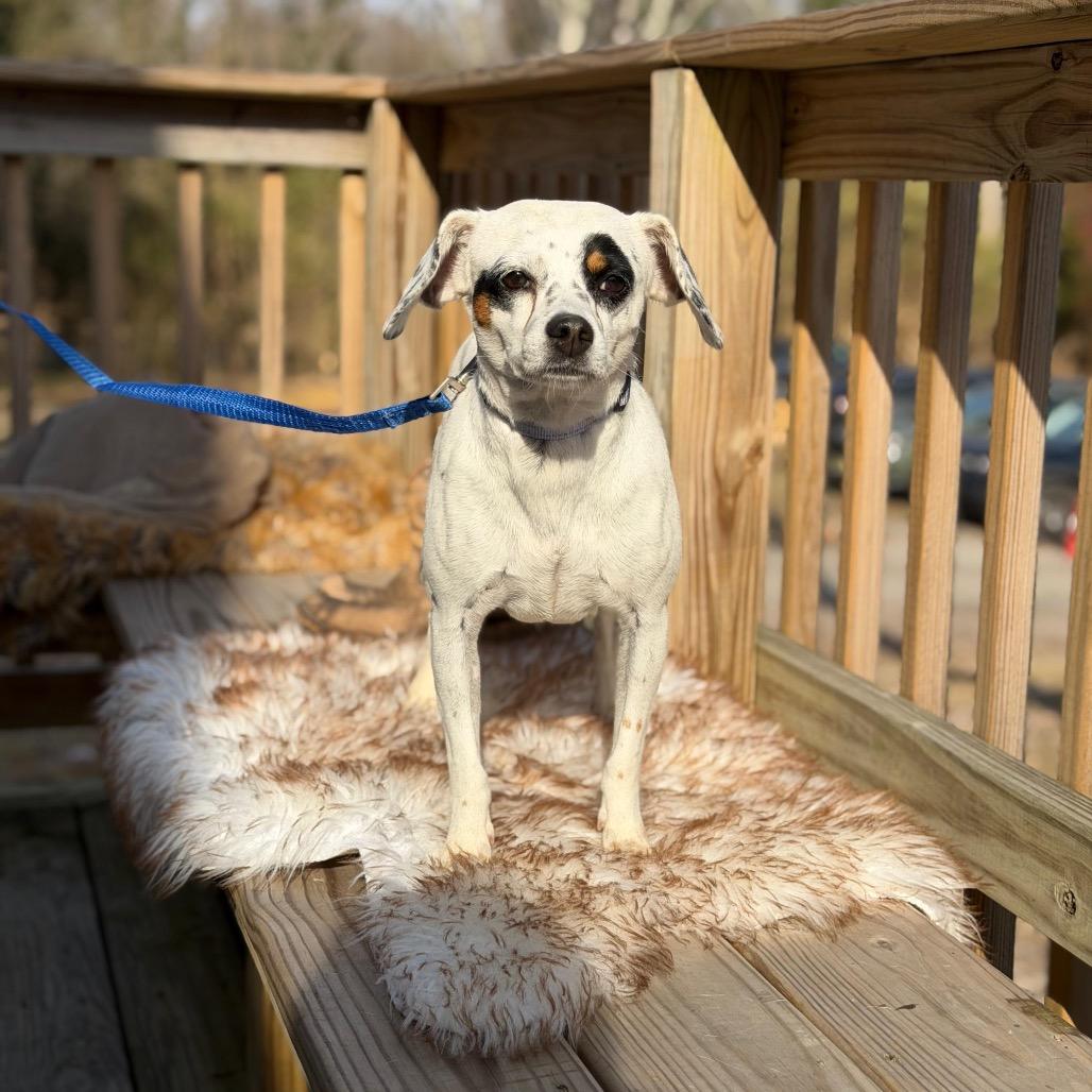 Enlarge DOROTHY, a Adoptable mixed breed in Atco, NJ image 5/6