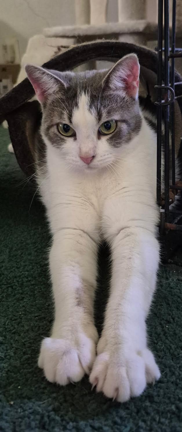 Enlarge Tinkerbell, a ADOPTABLE Domestic Short Hair in Terrell, TX image 2/2