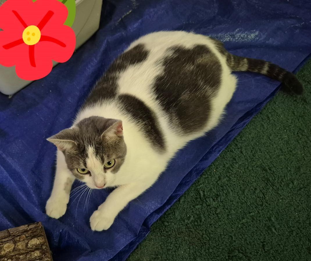 Tinkerbell, ADOPTABLE, Adult Female Domestic Short Hair.