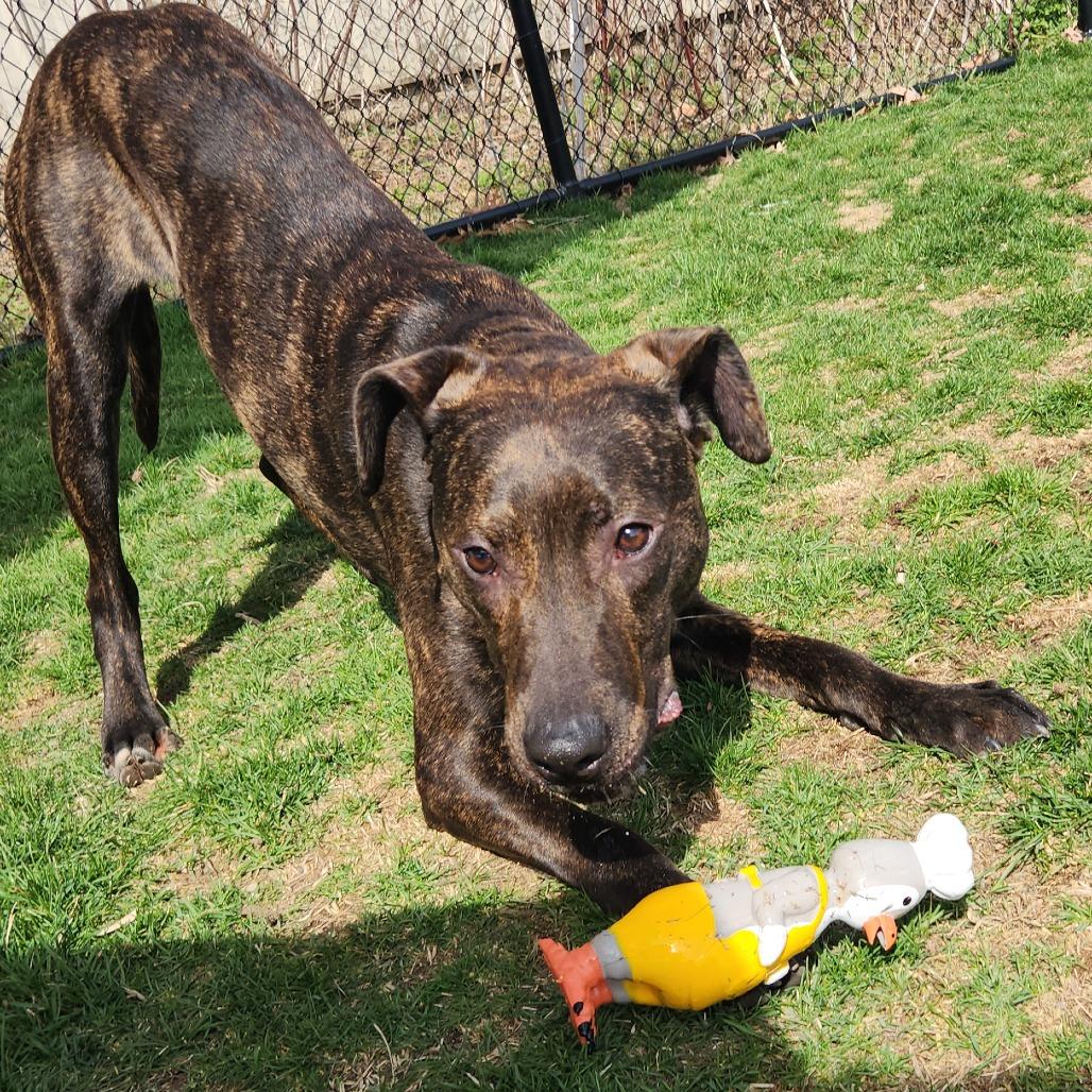 Jackal, Adoptable, Young Male Plott Hound.