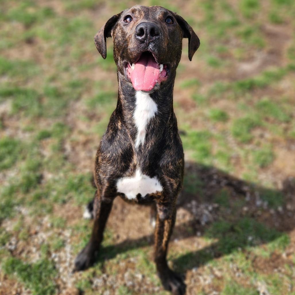Enlarge Jackal, a Adoptable Plott Hound in Fort Wayne, IN image 2/3