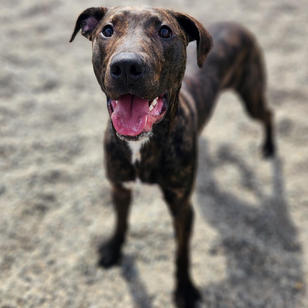 Enlarge Jackal, a Adoptable Plott Hound in Fort Wayne, IN image 3/3