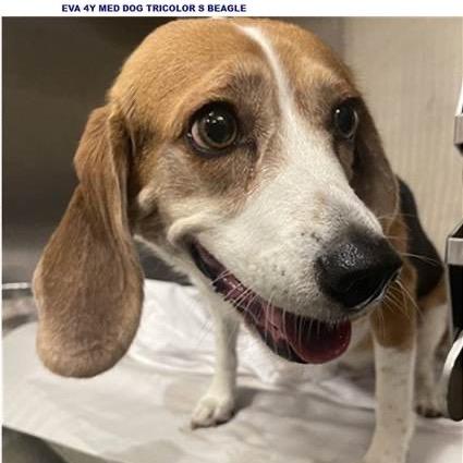 Eva, Adoptable, Adult Female Beagle.