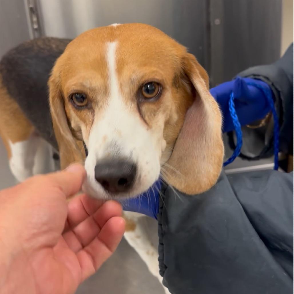 Enlarge Eva, a Adoptable Beagle in Miami, FL image 2/4