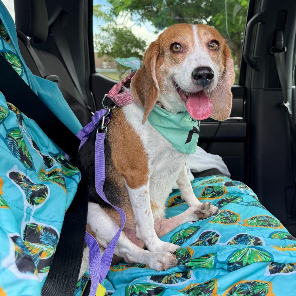 Enlarge Eva, a Adoptable Beagle in Miami, FL image 3/4