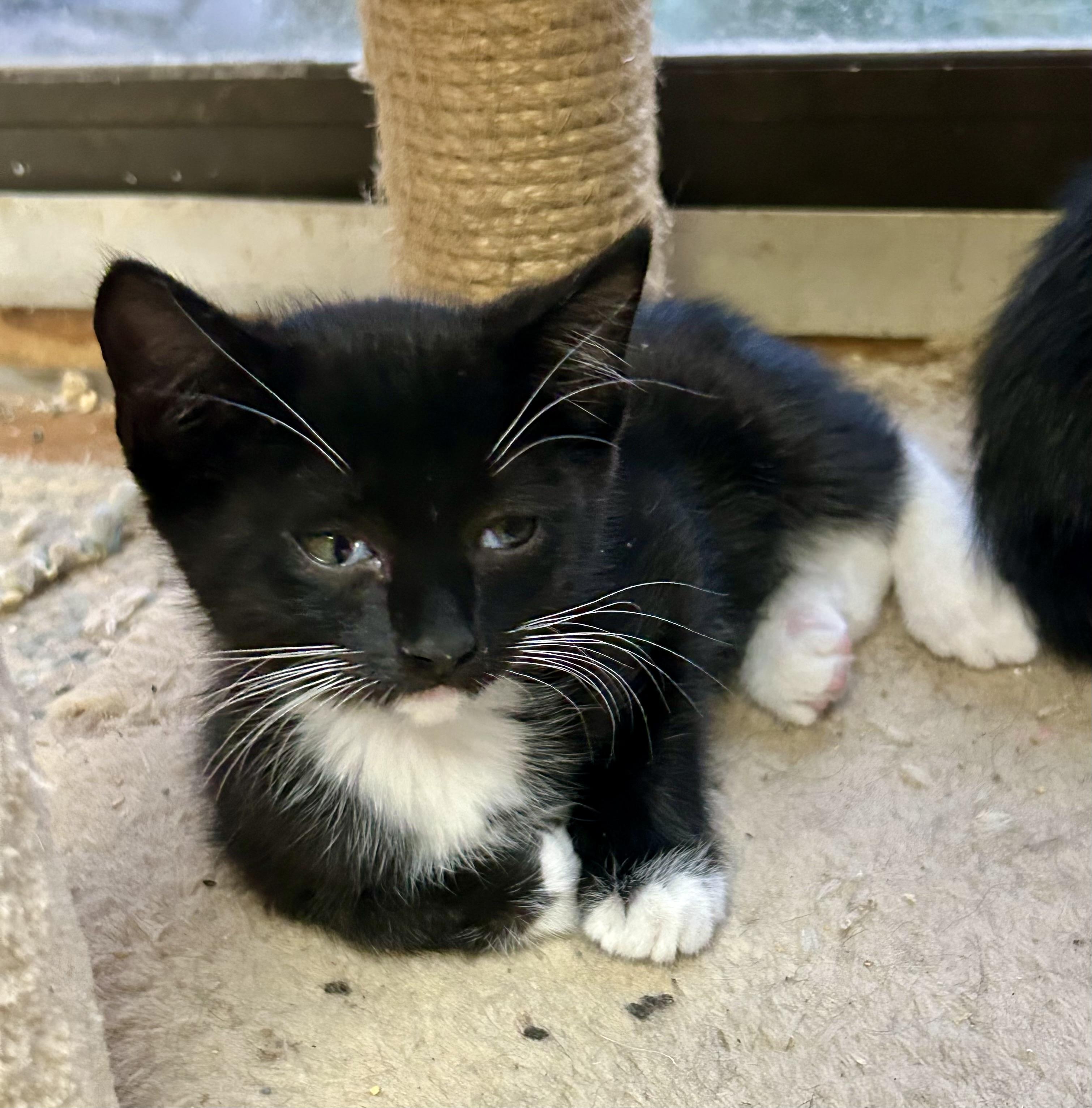 Morty, Baby Male Domestic Short Hair