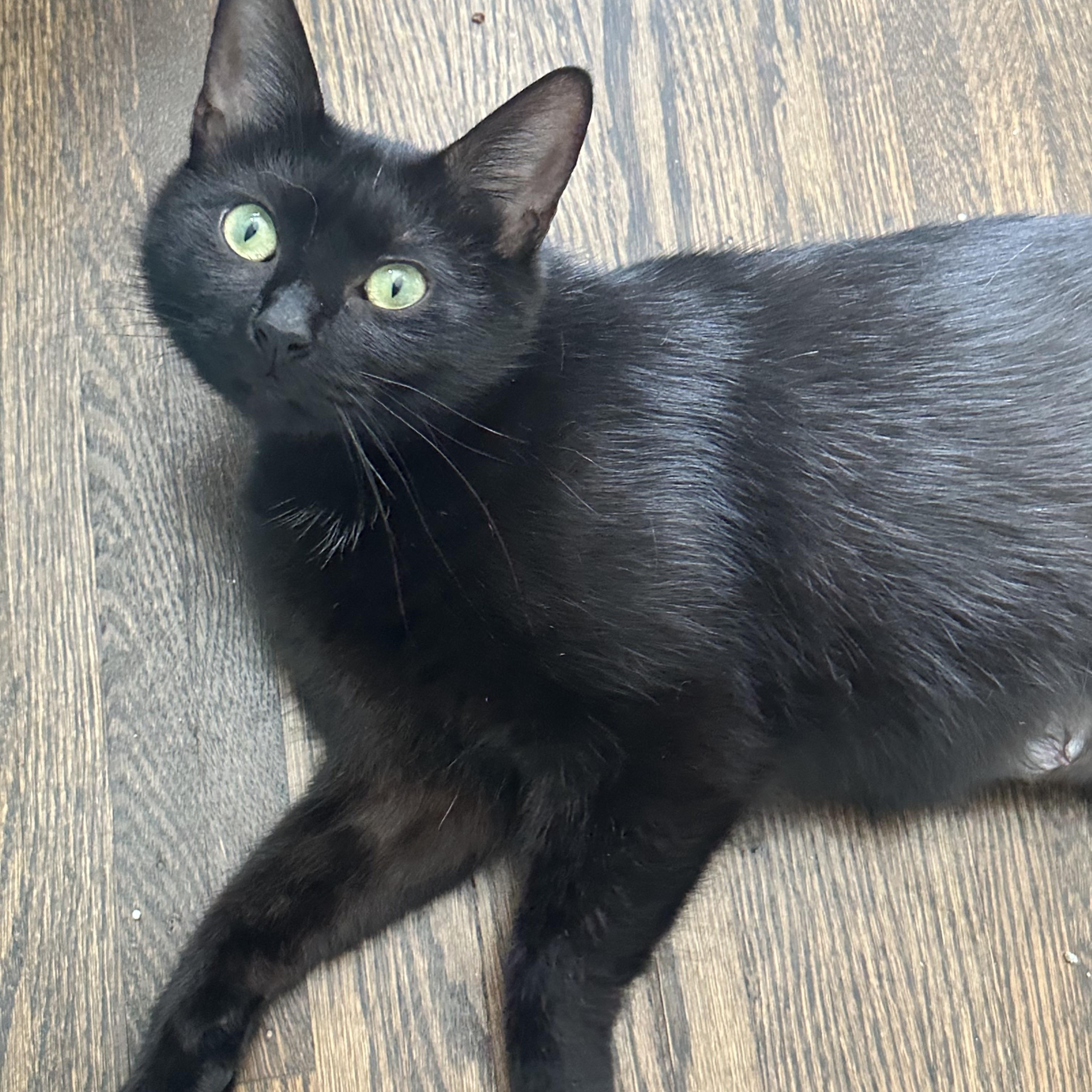 Zara, Young Female Domestic Short Hair