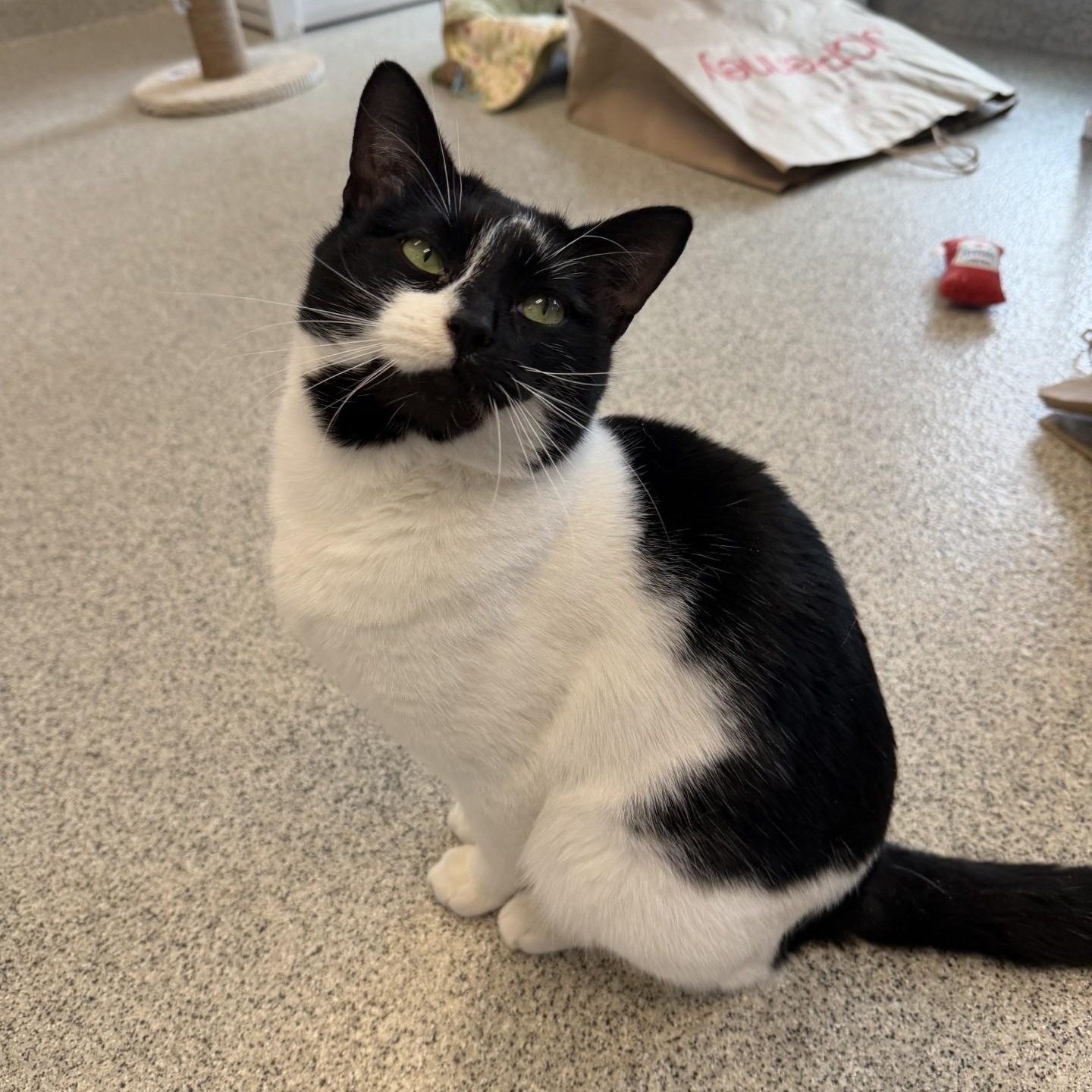 Enlarge Moo Moo , a ADOPTABLE Domestic Short Hair in Cooperstown, NY image 1/4