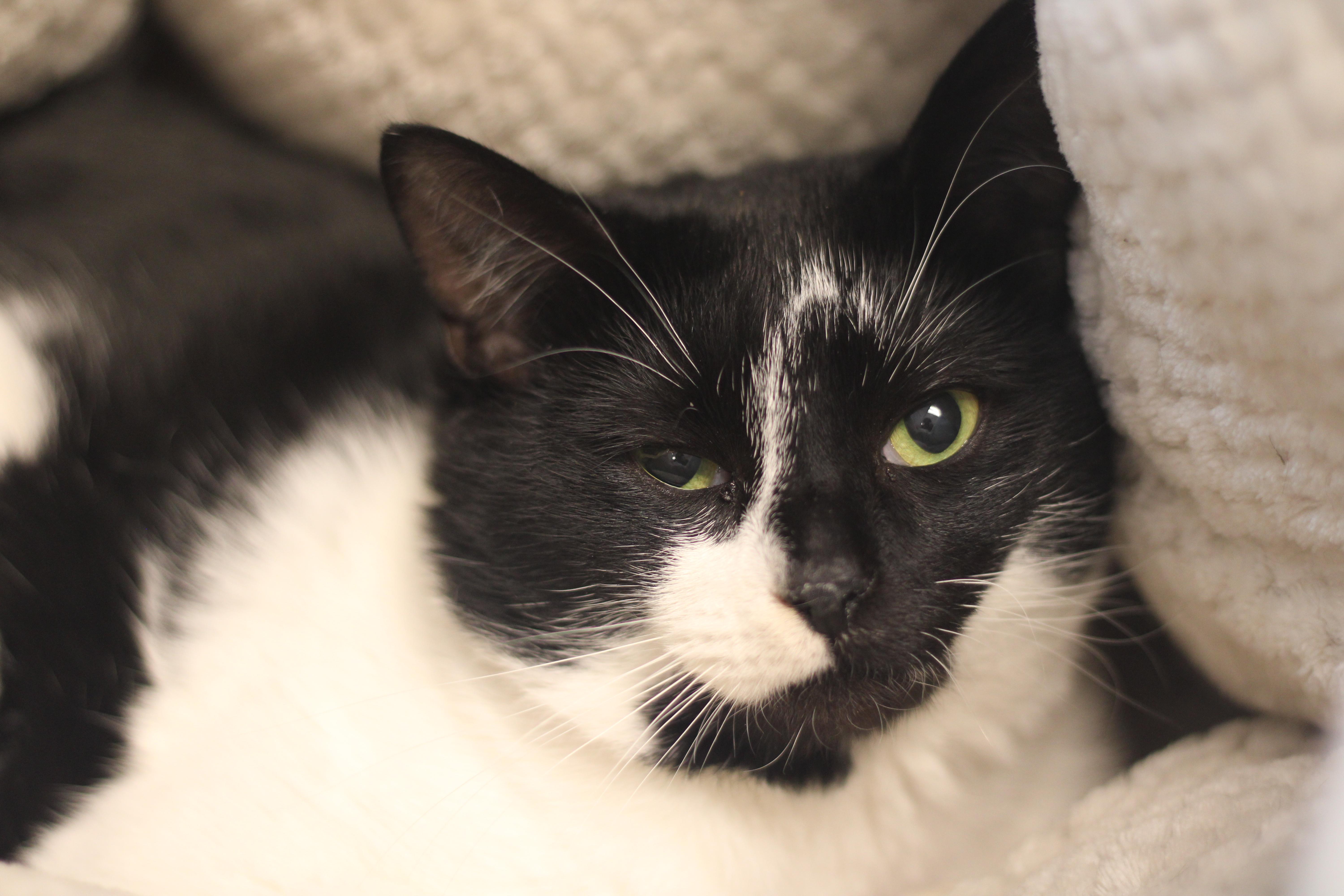 Enlarge Moo Moo , a ADOPTABLE Domestic Short Hair in Cooperstown, NY image 2/4