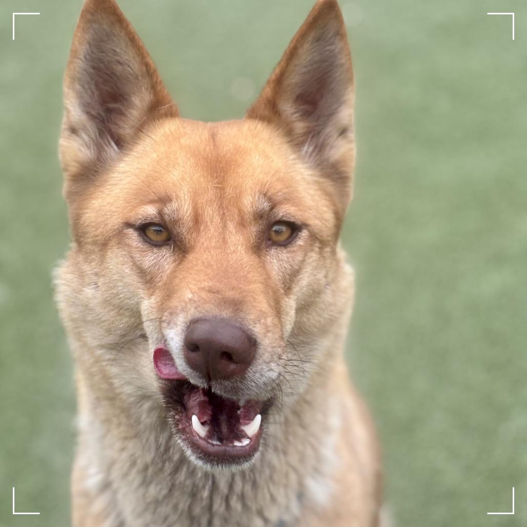 CONNIE, a Adoptable mixed breed in Upland, CA image 1/6