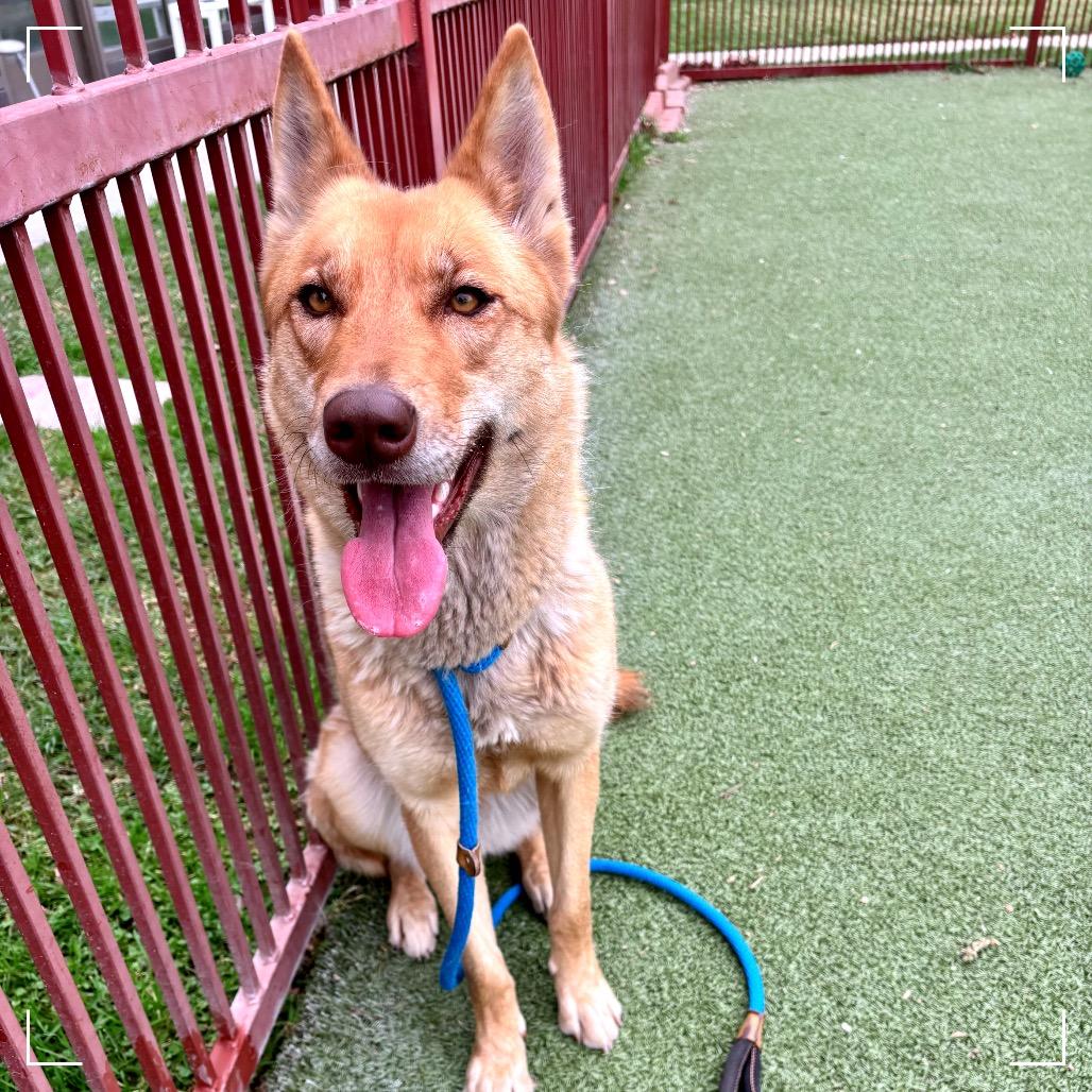 CONNIE, a Adoptable mixed breed in Upland, CA image 2/6