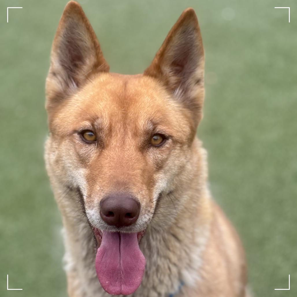 CONNIE, a Adoptable mixed breed in Upland, CA image 3/6