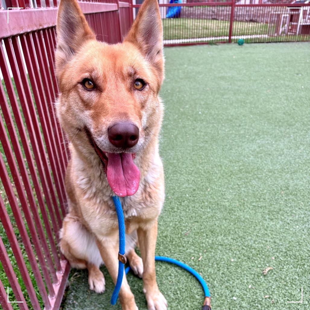 CONNIE, a Adoptable mixed breed in Upland, CA image 5/6