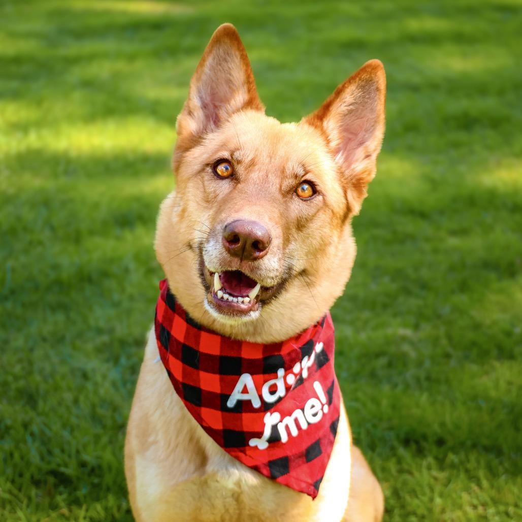 Enlarge CONNIE, a Adoptable mixed breed in Upland, CA image 5/6