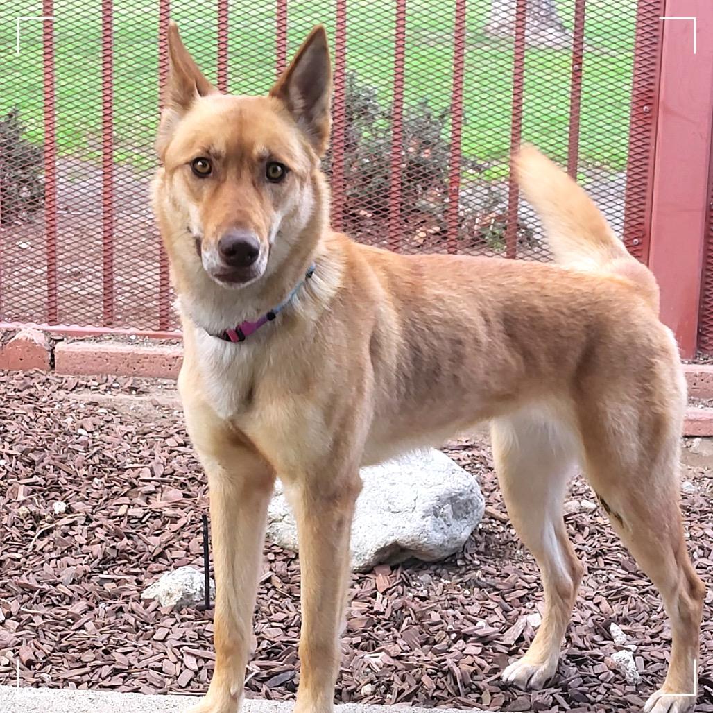 CONNIE, a Adoptable mixed breed in Upland, CA image 6/6