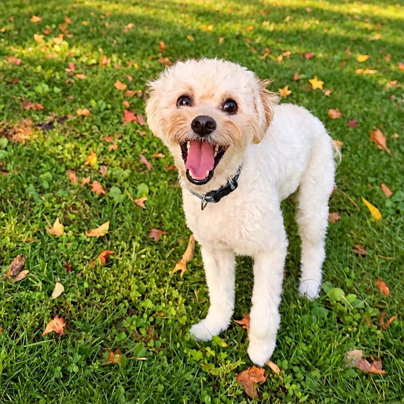 Enlarge Benson, a Adopted mixed breed in Philadelphia, PA image 2/3