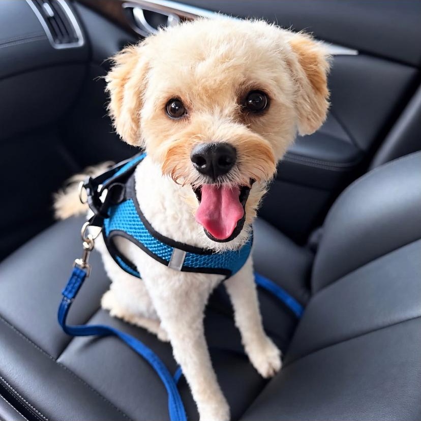 Benson, Adopted, Young Male Maltese & Poodle.