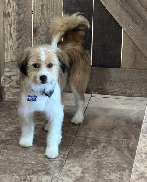 Goose, ADOPTABLE, Adult Male Havanese & Chihuahua.