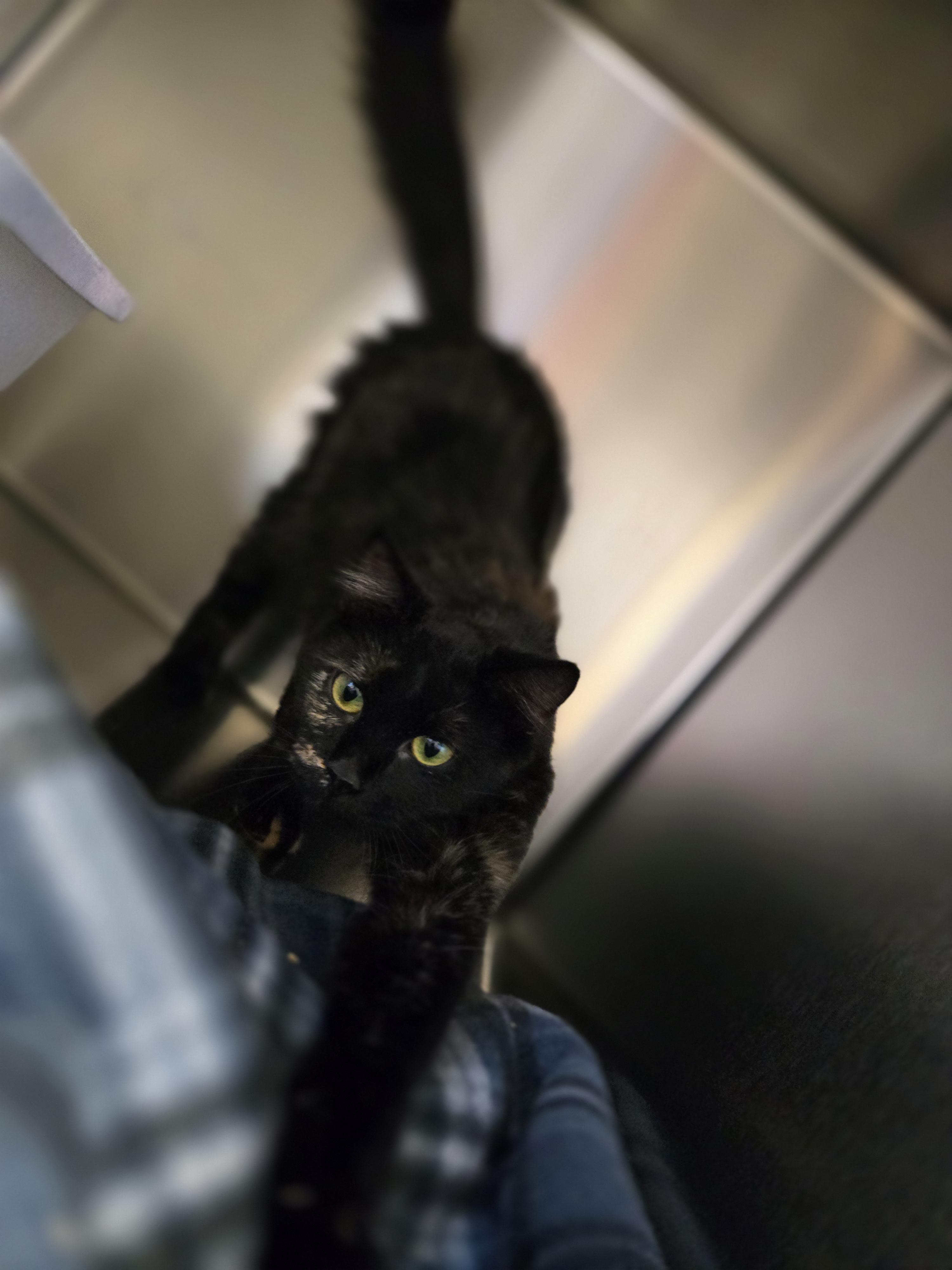 Enlarge Pixel, a Adopted Domestic Medium Hair in Joshua, TX image 1/1