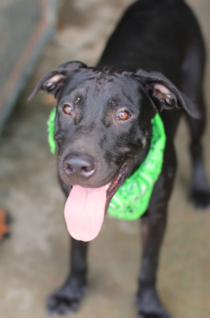 Parker, an adoptable Black Labrador Retriever in St. Clair, PA, 17970 | Photo Image 3