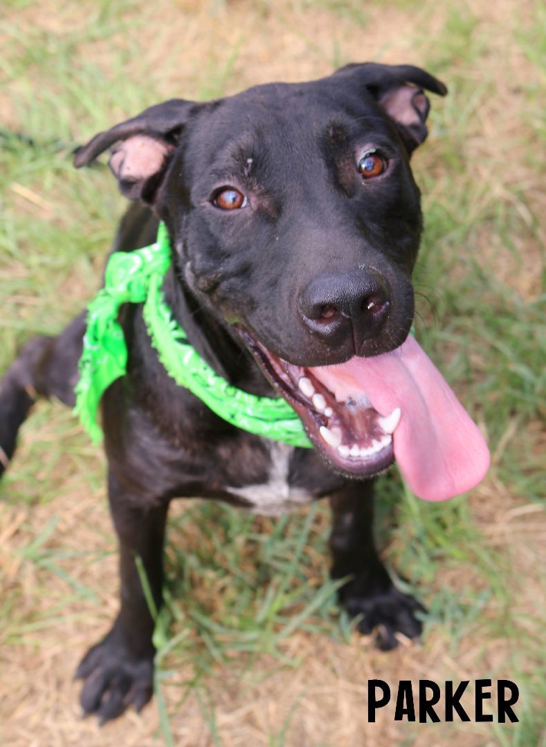 Parker, a Adoptable mixed breed in St. Clair, PA image 3/10