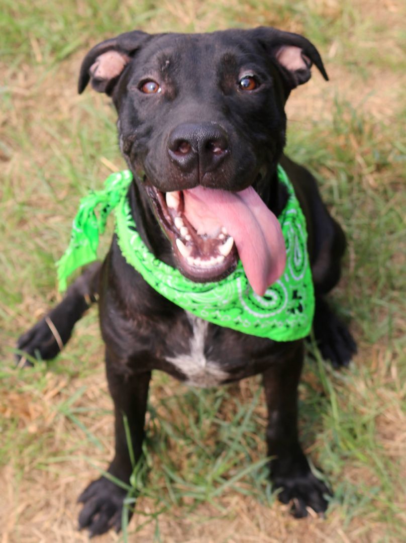 Parker, an adoptable Black Labrador Retriever in St. Clair, PA, 17970 | Photo Image 1