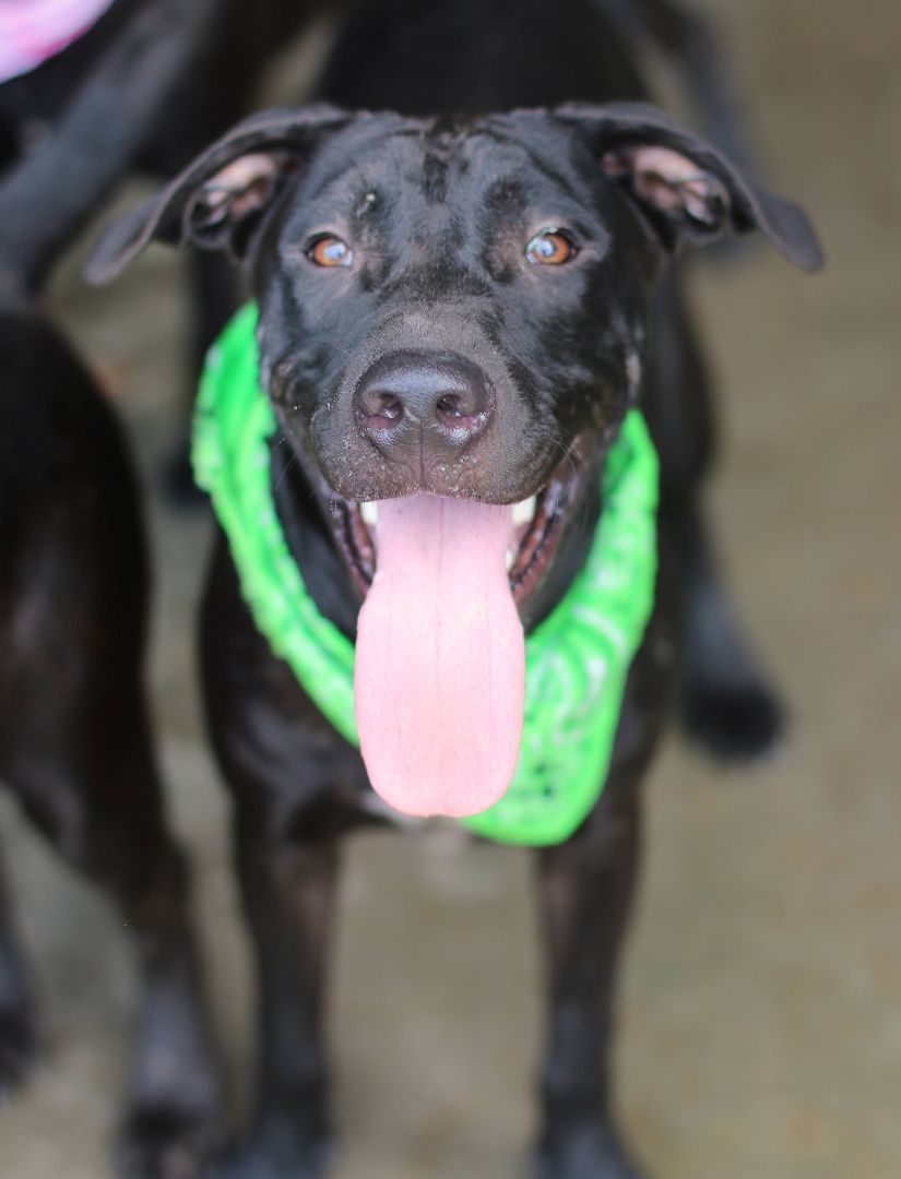 Parker, a Adoptable mixed breed in St. Clair, PA image 5/10