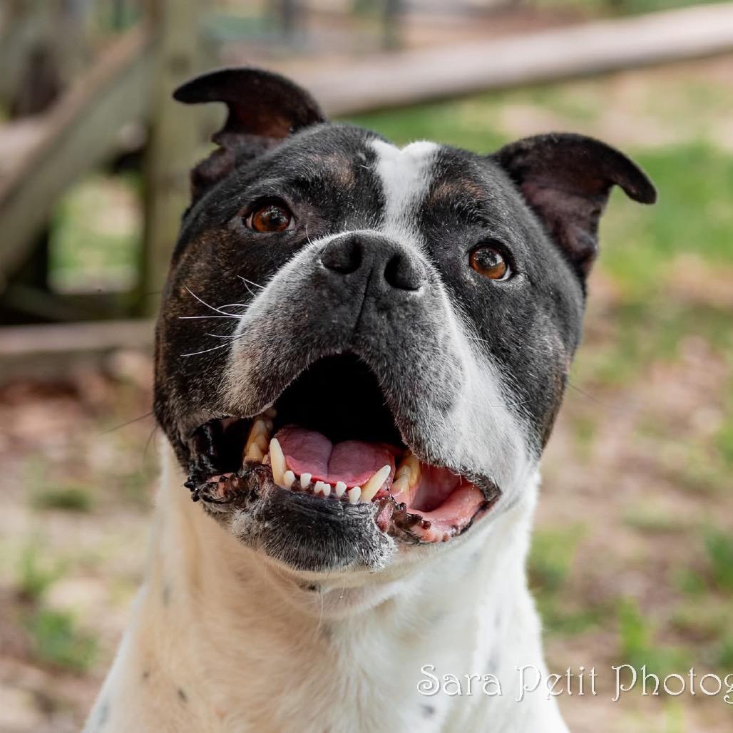 Bluey, Adoptable, Adult Male Mixed Breed.