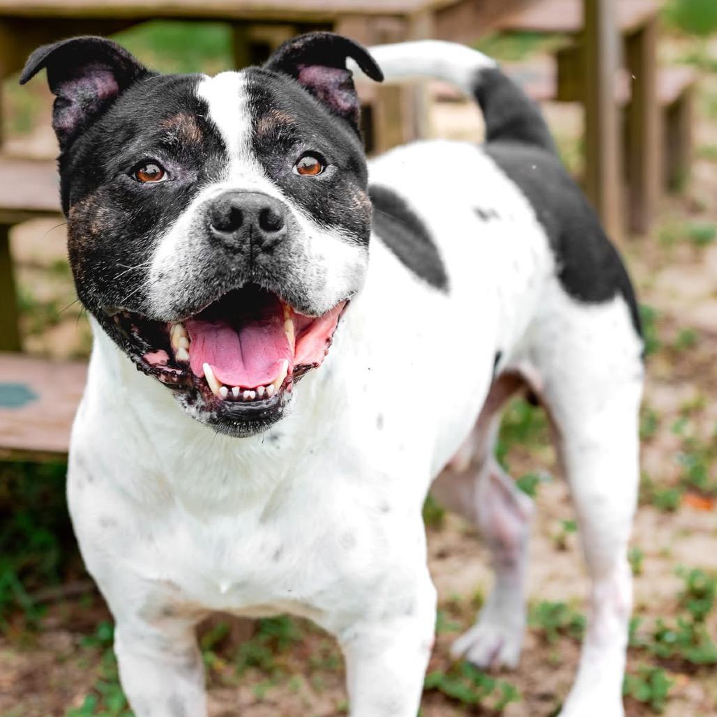 Bluey, a Adoptable Mixed Breed in Milton, FL image 2/6