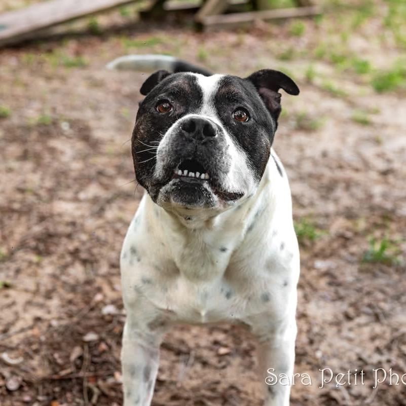 Bluey, a Adoptable Mixed Breed in Milton, FL image 3/6