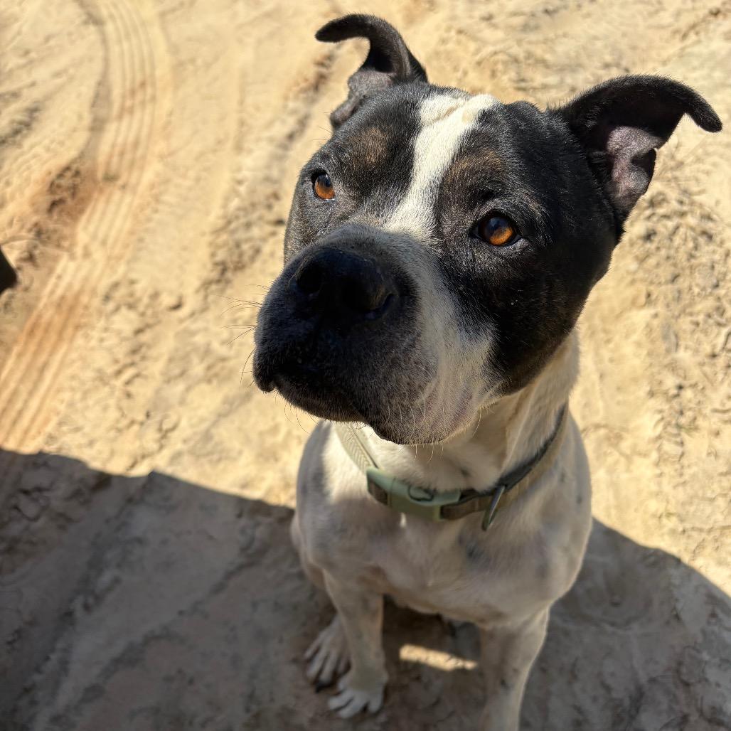 Bluey, a Adoptable Mixed Breed in Milton, FL image 4/6