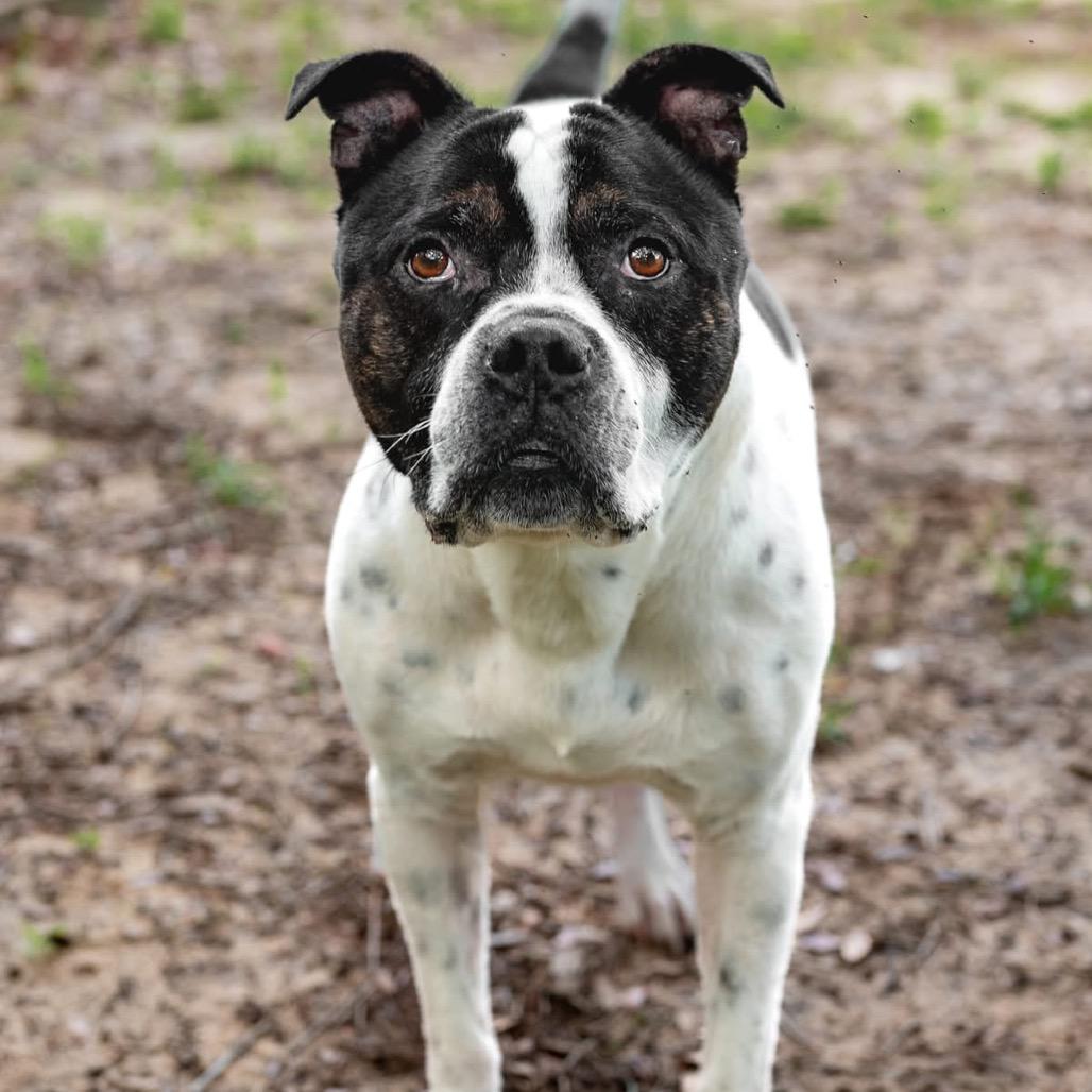 Bluey, a Adoptable Mixed Breed in Milton, FL image 5/6