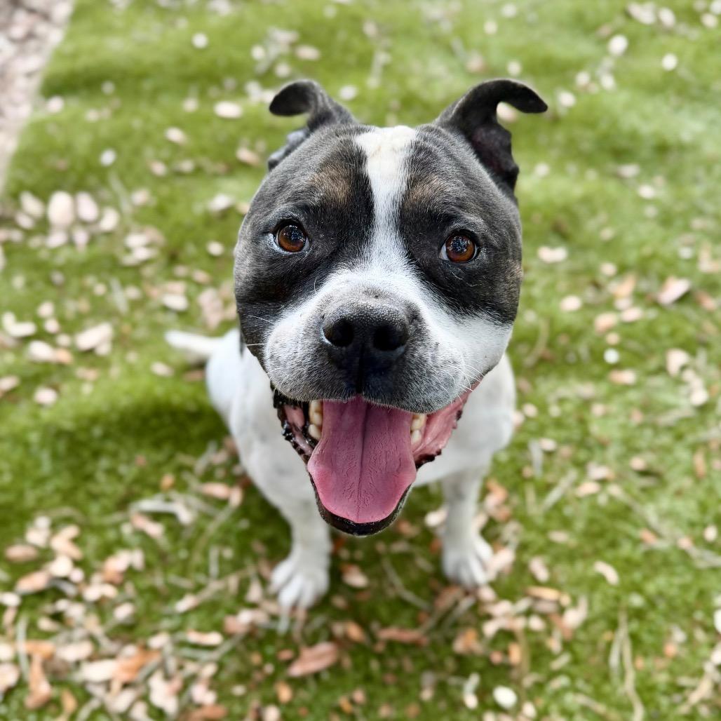 Bluey, a Adoptable Mixed Breed in Milton, FL image 6/6