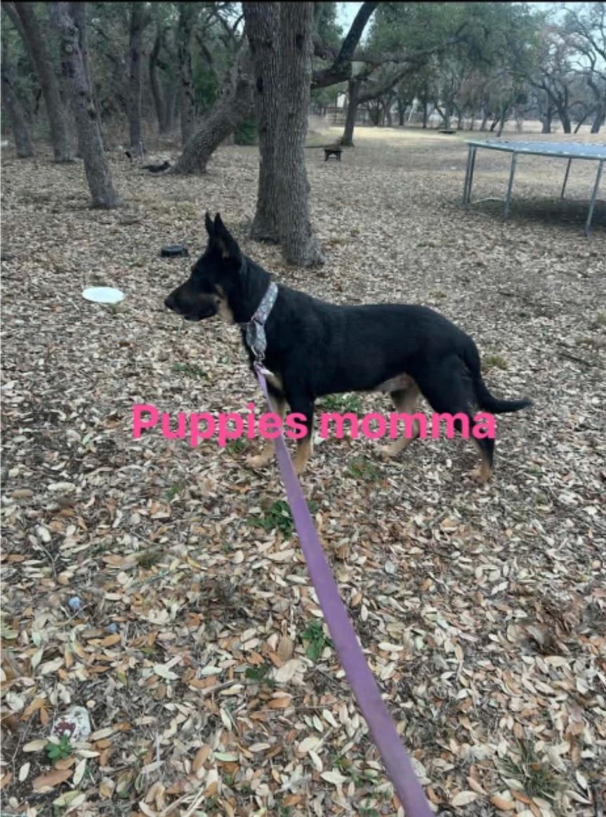 Enlarge Bessie Coleman, an adopted mixed breed in Williamsburg , VA image 5/5