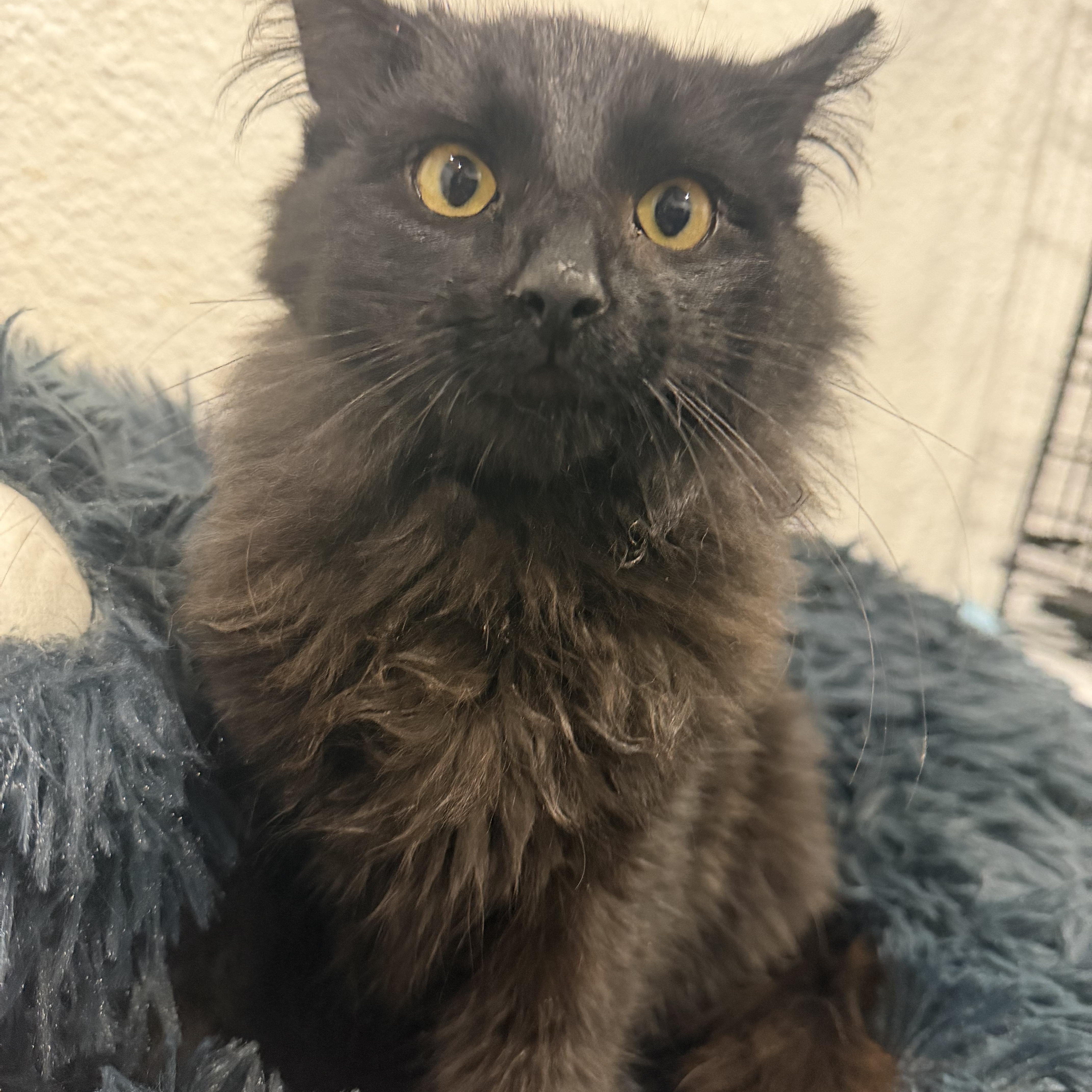 Red, adopted, Adult Male Domestic Long Hair.