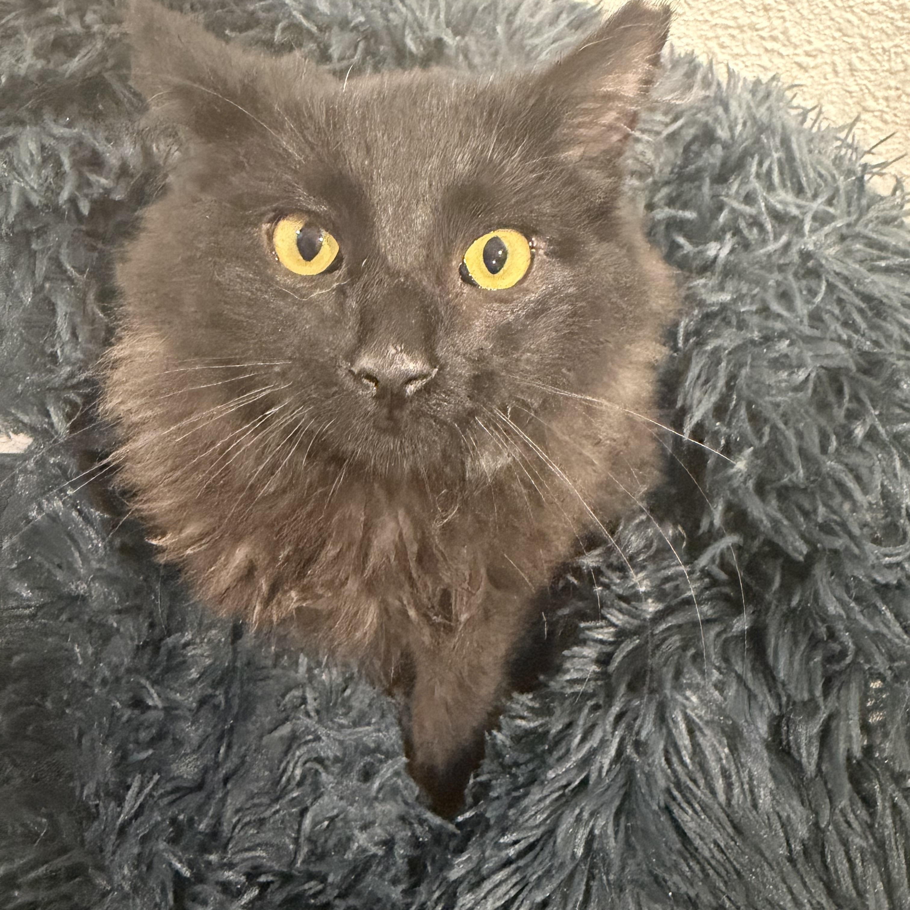 Enlarge Red, an adopted Domestic Long Hair in Rio Linda, CA image 4/5