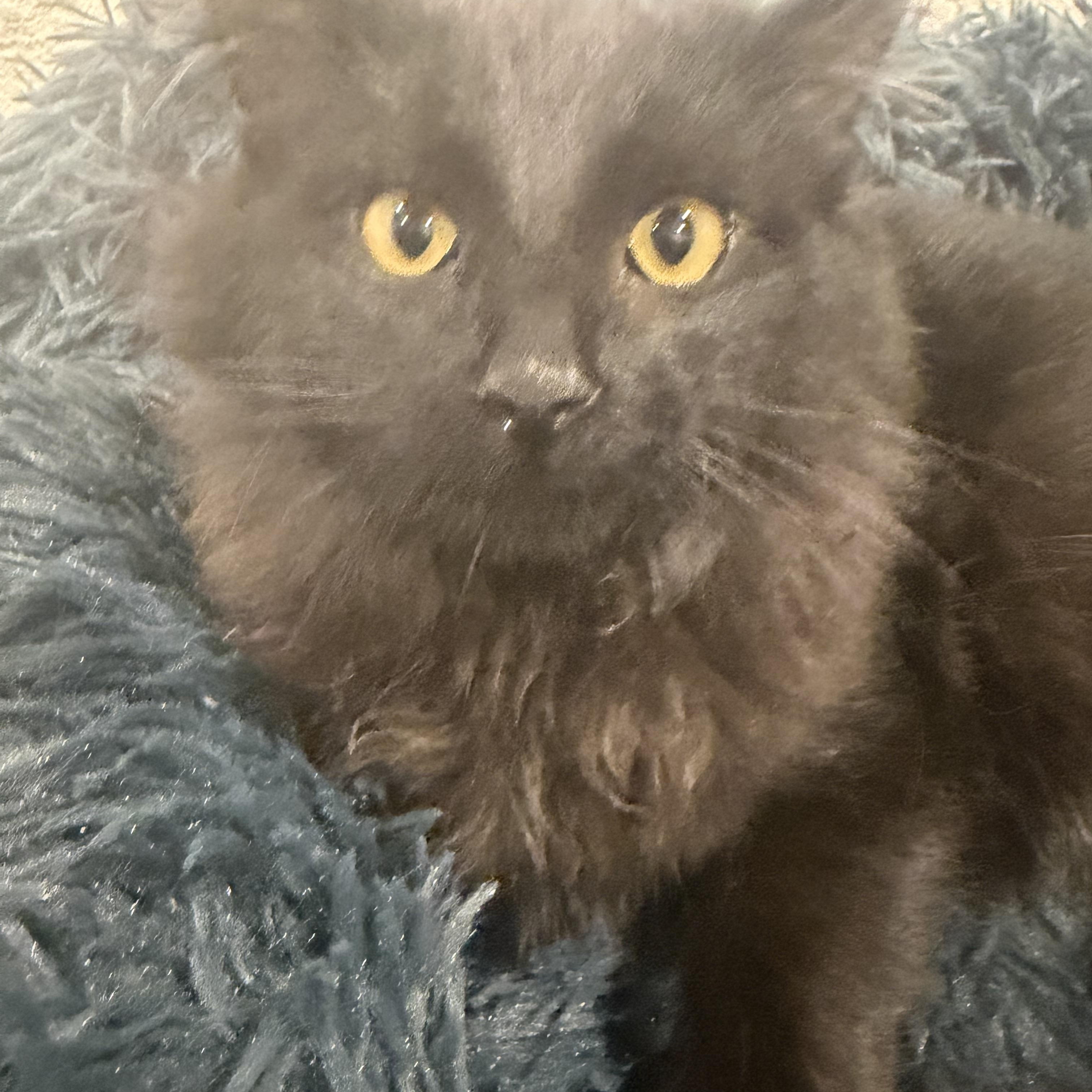 Enlarge Red, an adopted Domestic Long Hair in Rio Linda, CA image 3/5