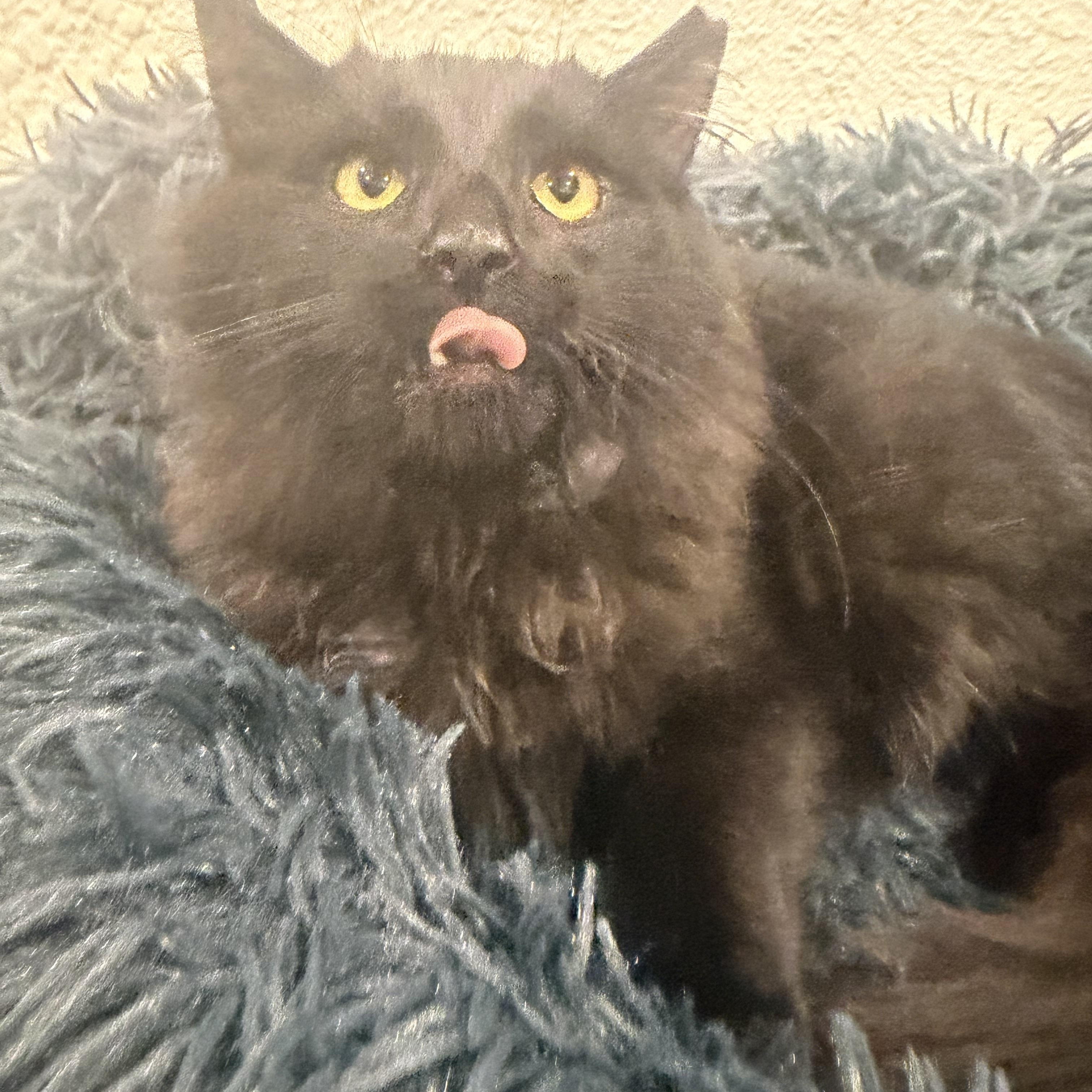 Enlarge Red, an adopted Domestic Long Hair in Rio Linda, CA image 5/5