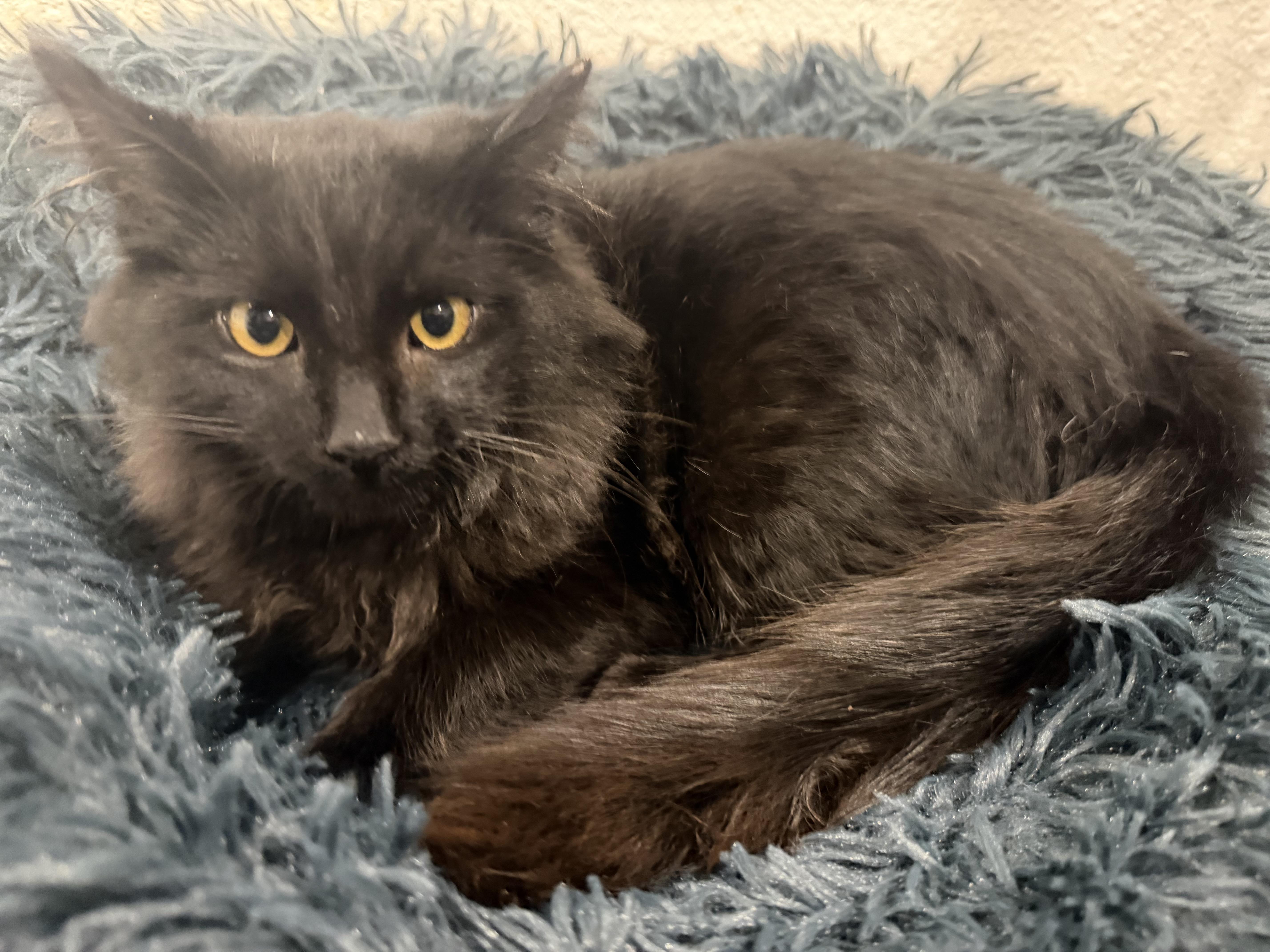 Enlarge Red, an adopted Domestic Long Hair in Rio Linda, CA image 2/5