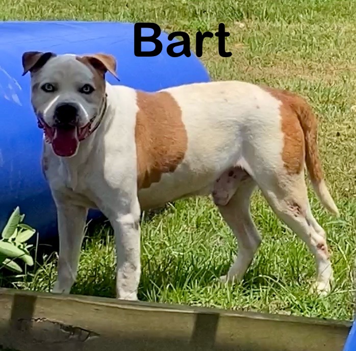Dog for adoption Bart, a Pit Bull Terrier in Pomeroy, OH Petfinder
