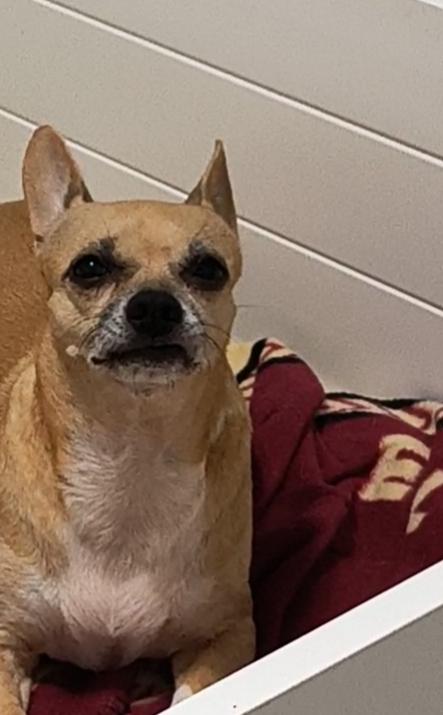 Skye, ADOPTABLE, Adult Female Chihuahua.