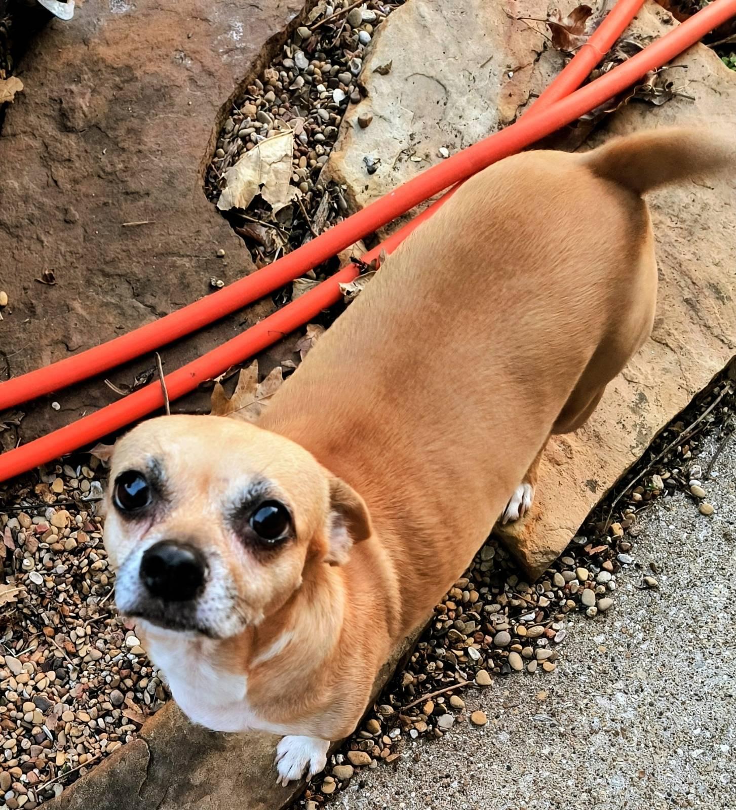 Enlarge Skye, a ADOPTABLE Chihuahua in Plano, TX image 2/2