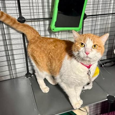 Cortana, Adoptable, Adult Female Domestic Short Hair.