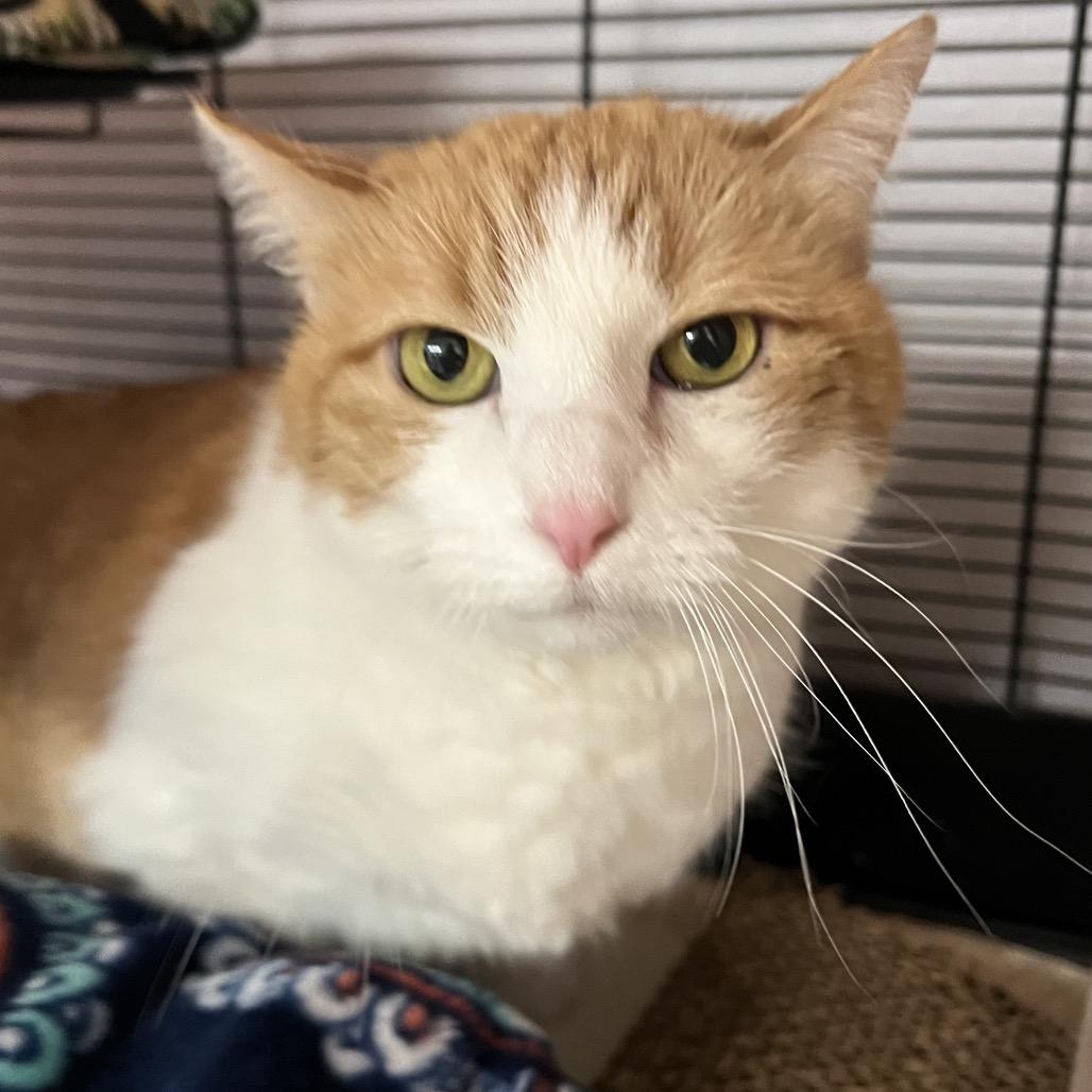 Cortana, a Adoptable Domestic Short Hair in Amarillo, TX image 2/6